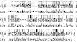 Identical in amount, extent, or portion; early 15c., even or smooth of surface, from latin aequalis… definitions of equal from wordnet. Tyr212 A Key Residue Involved In Strand Discrimination By The Dna Mismatch Repair Endonuclease Muth Sciencedirect