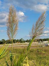 Image result for Arundo donax