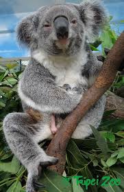 Can You See It Tiny Koala Joey Plays Peek A Boo One Limb At A Time Baby Animals Super Cute Animals Cute Animals