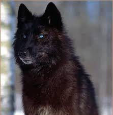 Black And Grey Wolf With Blue Eyes Black Wolf With Blue Eyes Wolf Photos Wolf Dog Wolf With Blue Eyes