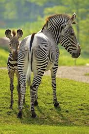 Pin By Tempo Da Delicadeza On What A Wonderful World Cute Animals Animals Zebras