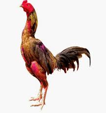 Ayam Aduan Filipan Ayam Ayam Jantan Ikan Eksotis