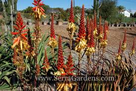 Image result for Aloe pienaarii