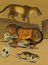 Image result for Dissotis longisepala