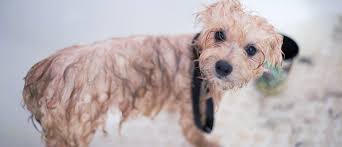 Hundreds of certificates · accredited career college How To Become A Dog Groomer Salary Qualifications Skills Reviews Seek