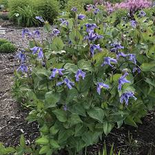 Maybe you would like to learn more about one of these? Clematis Stand By Me Garden Crossings