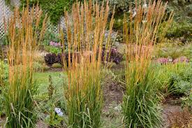 Image result for Sorghastrum