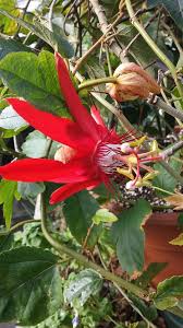Image result for Passiflora vitifolia