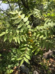 Image result for Juglans
