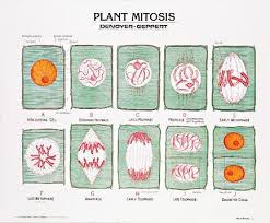 We did not find results for: 1893 10 Plant Mitosis Poster Mounted Denoyer Geppert Science Company