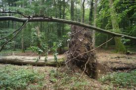 Maya has a much more comprehensive although confusing layout and workflow. Forest Conservation Is Better For The Climate Than The Use Of Wood Study By The Max