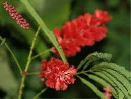 Qui è possibile determinare piante e fiori fioritura rosso e rosa. Acacia Pervillei Fiori Rossi Ebay