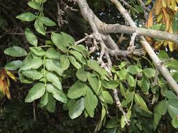 Image result for Fraxinus angustifolia