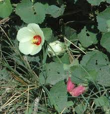 Image result for Pavonia senegalensis