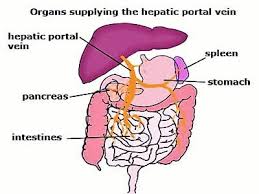We did not find results for: Differences Between Hepatic Portal System And Renal Portal System Qs Study