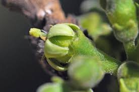 Image result for Vangueria sp.