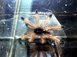Looking for good quality metallica spinne at the lowest prices? Vogelspinne Avicularia Metallica Kaufen Md Terraristik