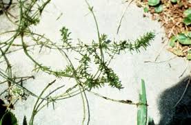 Image result for Haloragaceae