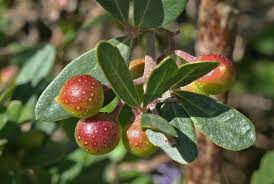 Image result for Rhoicissus tridentata