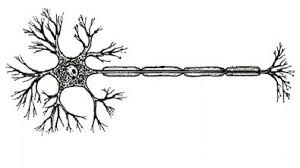 Relay neurons connect sensory neurons to motor neurons. Neuron
