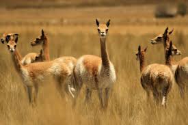The vicuña is considered more delicate and gracile than the guanaco, and smaller. Peru Vicuna Fiber Exports Reached Almost Us 3 Million In 2019 News Andina Peru News Agency