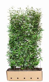 Fertighecke Olweide Elaeagnus Ebbingei Online Kaufen In 2020 Gartengestaltung Hintergarten Efeu