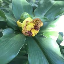 Image result for Costus subbiflorus