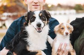 How many puppies can an australian shepherd have? Happy Tails Remy And Rye The Mini Australian Shepherds Daily Dog Tag