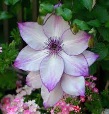 Variety of flowers in the world. 60 Best Types Of Flowers Pretty Pictures Of Garden Flowers