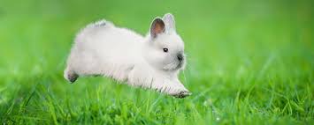 The bunny can pinch fresh grass on the lawn, but it is strictly forbidden to eat grass chopped by lawn mower. Keeping Your Yard From The Bunnies Eat Buffet New American Funding