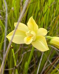 Image result for Orthochilus