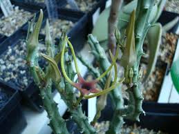Image result for Orbea lugardii