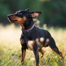 Reinchenbach, a german writer, stated the miniature pinscher is a cross of the dachshund and the italian greyhound. Miniature Pinscher Puppies For Sale Adoptapet Com