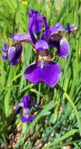 Blue Flag Iris Blue Flag Iris Nature Plants Blue Flag