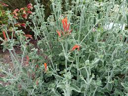 Image result for Dicliptera sericea