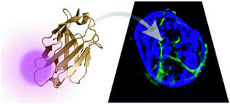 We did not find results for: Live Cell Labeling Of Endogenous Proteins With Nanometer Precision By Transduced Nanobodies Chemical Science Rsc Publishing