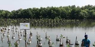 Hutan berukuran 17 mil persegi ini merupakan hutan hujan terbesar yang pernah membentang di seluruh khatulistiwa afrika. Wisata Hutan Mangrove Jakarta Ini 7 Hal Yang Perlu Diketahui Theasianparent Indonesia