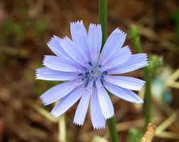 Chicory Cichorium Intybus Liste De Fleurs Plantes Comestibles Fleurs Comestibles