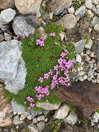 Image result for Silene abyssinica