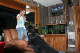 All black german shepherd puppies for sale in illinois. Black Alsatian Dog Price