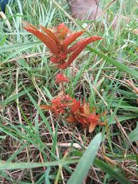Image result for Acalypha racemosa
