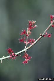 Best sited in part native to the southern united states, up into the southern tip of illinois. What S In Bloom Gardening In Orange County New York