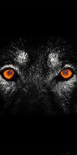 If You Can Read This You Re Too Close To My Phone Wallpaper Black Wolves Eyes Wallpapers Wolf Wallpapers Pro Wolf Eyes Eyes Wallpaper Wolf Wallpaper