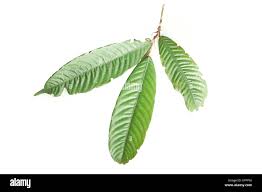 Image result for Parinari capensis