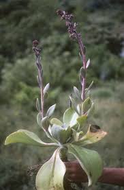 Image result for Crassulaceae