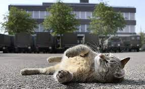Darum gehts die katzendame brigadier broccoli starb am mittwoch. This Cat Worked For The Swiss Army Brigadier Broccoli