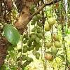 Fruits are seed houses for trees; Https Encrypted Tbn0 Gstatic Com Images Q Tbn And9gcrbmu9wbarzkplfit Udjeahr N4r6kplxw7yrhmae Usqp Cau