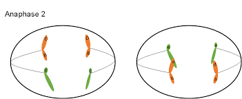 anafase II