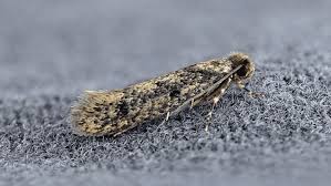 Les 5 Usages Insoupconnes De La Levure Chimique Mites Vetements Taches De Moisissure Astuces