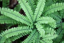 Image result for Adiantum patens